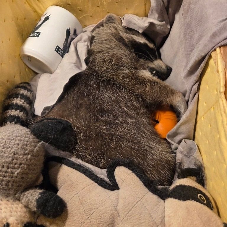 nekonomical's tweet photo. 💤 https://t.co/ML7bFPotrZ