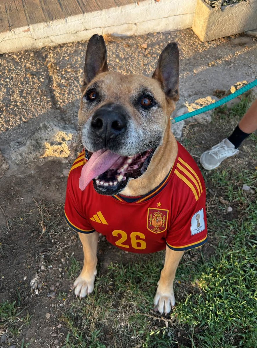 SosAbuelos1's tweet photo. #HUELVA
¡Estas sí que son las mejores estrellas del panorama MUNDIAL!
Empiezan GANANDO tu corazón y luego lo que venga..

➥ #TRUFA (12 años) - #POMBO  (13 años) - #OROH (8 años) - #DON (12 años)

En adopción 
Viajan 

Contacto: https://t.co/MYq182mJKR
info@asociacionhada.org https://t.co/qs1jF4BUks