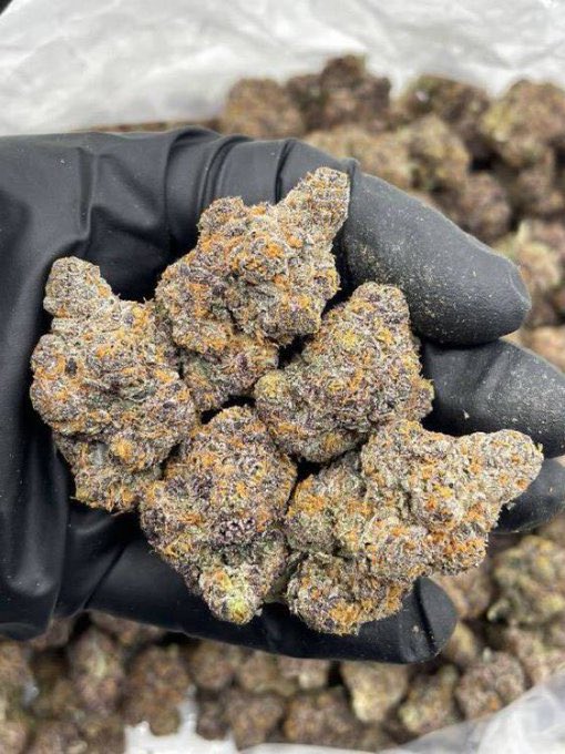 cosmic_kushhh's tweet photo. Bubblegum Berriez🇮🇹
ORDER ON TELE :https://t.co/epelasrMGS 📦📦
NEED SOMETHING ELSE?
SHOP ON MY DISCORD 🏪
https://t.co/2W11ShMF5z
$1075/LB
$550/HP
$300/QP
$100/Oz
#atl #atlplug #atlza #atlanta #decatur #zaza #redan #eastsideatl #buckhead #westsideat #midtownatl
#lithonia #down https://t.co/LqYmlkwJO8