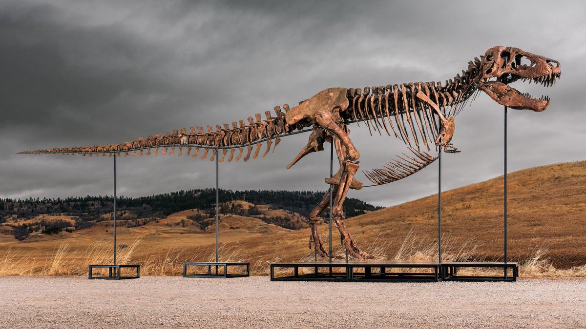 Taylor McCoy 🦖 tweet media