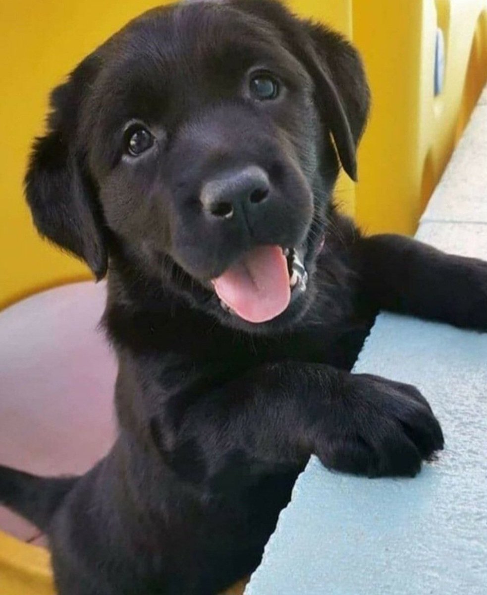 theDoggLovers's tweet photo. I'm so beautiful.... Says Yes Or No https://t.co/3yfY4o5IEj