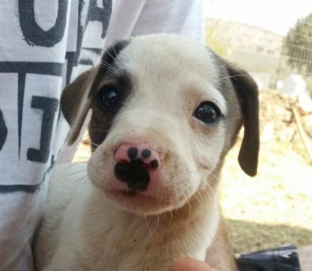 BichinhosFB's tweet photo. Ele tem uma patinha no nariguinho 🤏 https://t.co/d2LRtEP5BL