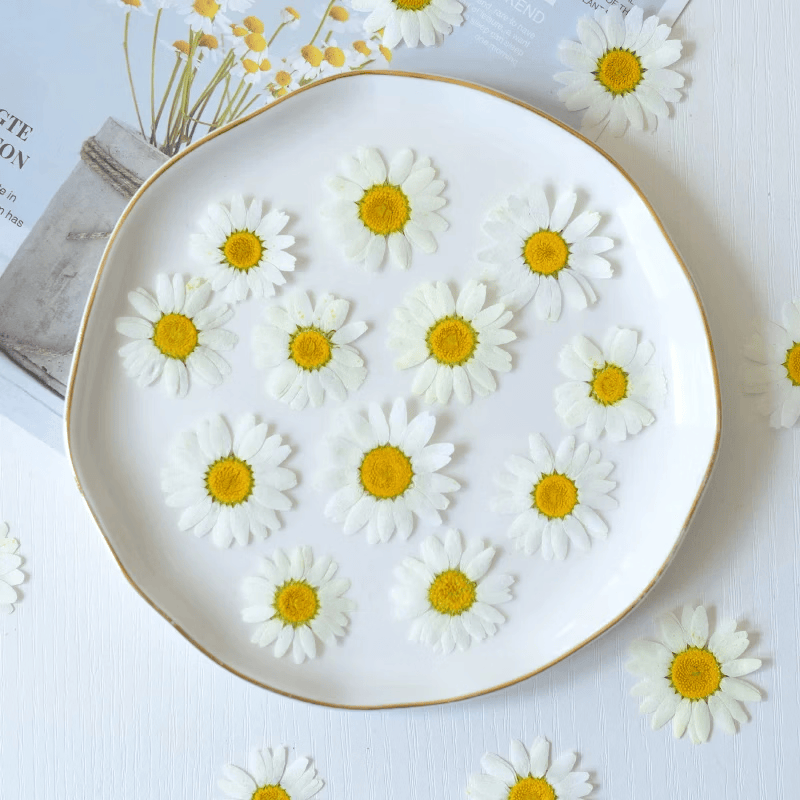vgett68965338's tweet photo. Just finished this custom resin coaster set with pressed daisies from my backyard! Easy, budget-friendly DIY that adds such warm, personal touch to my coffee table https://t.co/b06jdU1Xs7