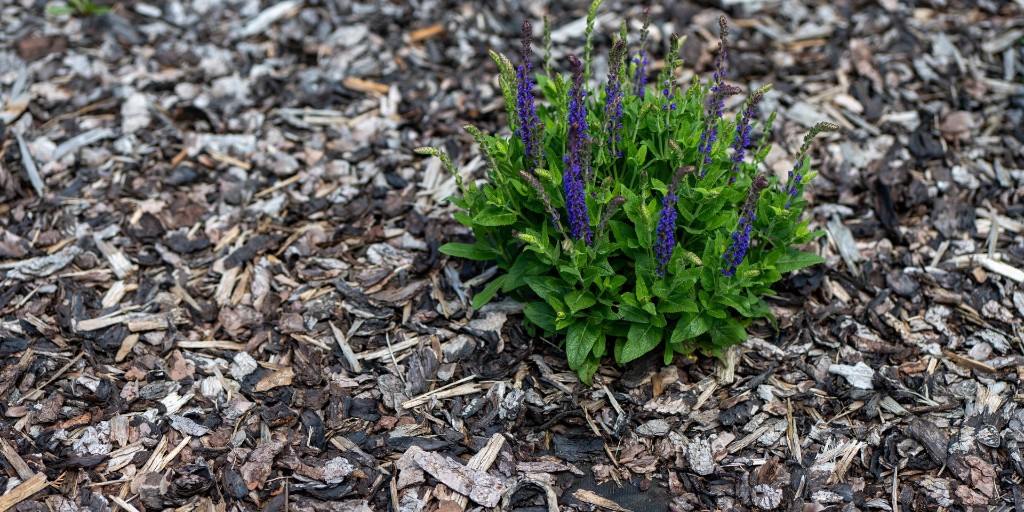 HoffmansLawn's tweet photo. Beat the summer heat with mulch and help your plants thrive! 🌞 

This ground cover keeps the soil cooler, retains much-needed moisture, and suppresses weeds. Call us at (740) 340-1140 to schedule your installation.

https://t.co/7XaCkcyhCb https://t.co/4yUbGKbqwu