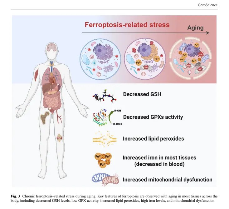 trikomes's tweet photo. You need to be lipid peroxidation minning. https://t.co/TE9Bv4fqDW