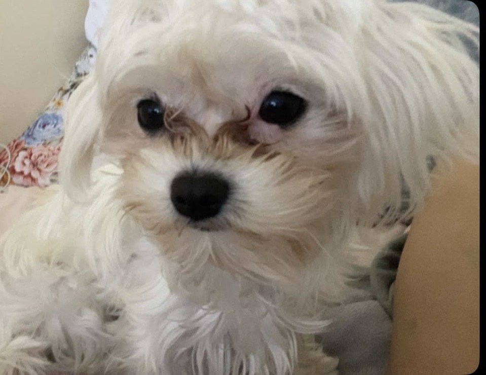 millypod1's tweet photo. 🆘13 July 2026 #Lost Tina #ScanMe
Maltese Female
Dollis Hill Lane #London #GreaterLondon #NW2
Owner: Have only had her for two weeks. She doesn’t know home yet.
https://t.co/fFhQmh4lB9 https://t.co/fYxdq3aaaV