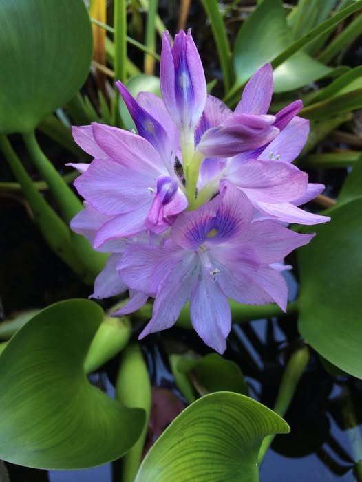 WDCGardener's tweet photo. Garden Tip of the Day: Add floating plants like water lettuce or water hyacinth to your water garden and water features to cover more surface area and cool the water temps and cut down on algae blooms. 
#gardendc #gardening #gardentips #gardeningtipsforbeginners #gardeningtips #gardens #gardenhacks #GardenHack #watergardening