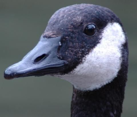 Goose tweet media