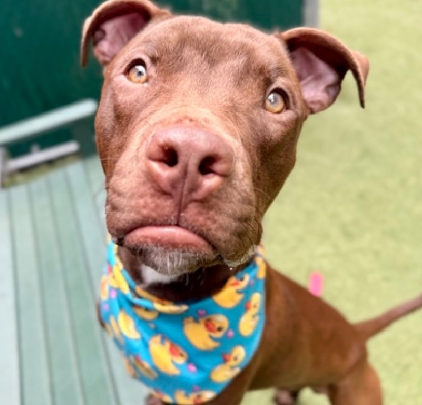 MorgFairsdogs's tweet photo. Seal 256101
Kill Command 
#NYCACC #RescueOnly 
A handsome 1 yr old male puppy 
Social with staff
Needs manners training, nips at ankles and hands
Dog reactive in care 
Needs exp all adult home 
Save Seal!
#Pledge4Rescue #foster #adopt https://t.co/MSBp6jy1YV