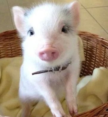 madenjoong's tweet photo. หมูบิด https://t.co/GNIXxhpIqo