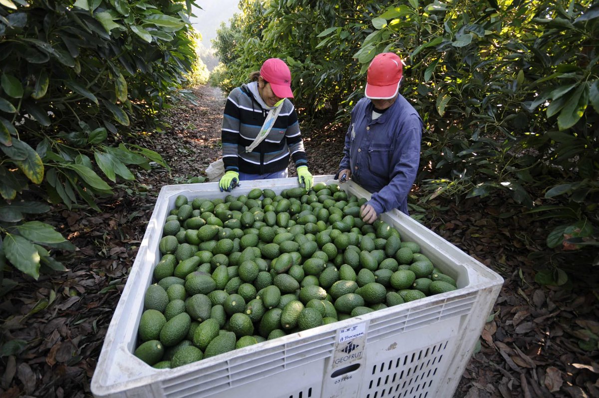 cimarronagri's tweet photo. La cosecha de árboles frutales 🌳🥑🍋nunca fue tan fácil con nuestra #CanastillaTelescopica.  Brinda la protección y seguridad que se requiere. Trabaja con nuestro #CargadorFrontal FLC 1.3k.
#SembrandoFuturoCosechandoProgreso💚🚜💪 Ver menos https://t.co/L96rCSxeJF