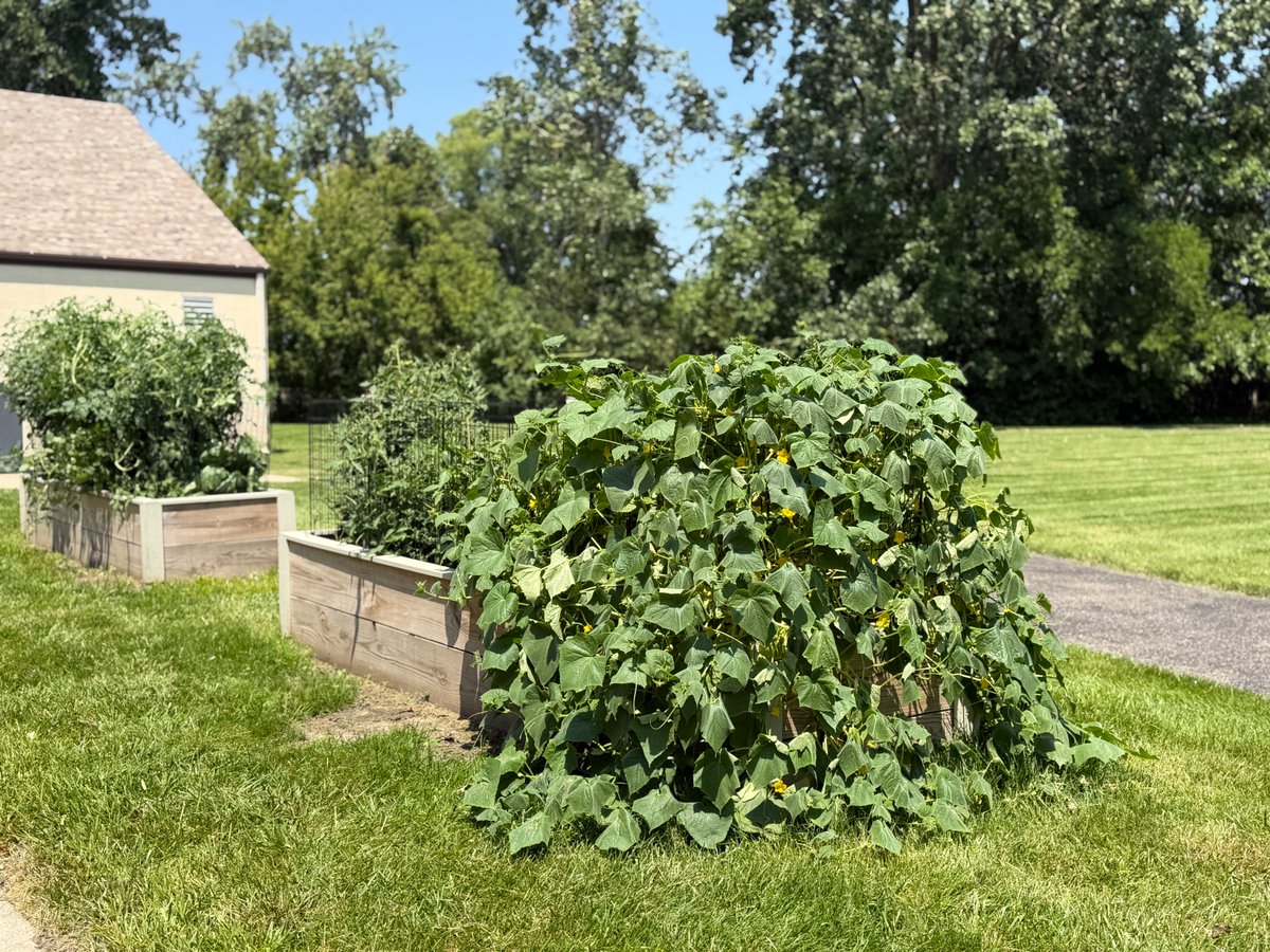 LARCinLansing's tweet photo. LARC's garden is bursting with vegetables! Clients are excited by bring their goods to the Lansing Farmer's Market, starting next Tuesday. Stop by the LARC tent to say "Hi" and purchase some fresh tomatoes, peppers, cucumbers, celery and more! We appreciate your support! https://t.co/63fBfDFfsF