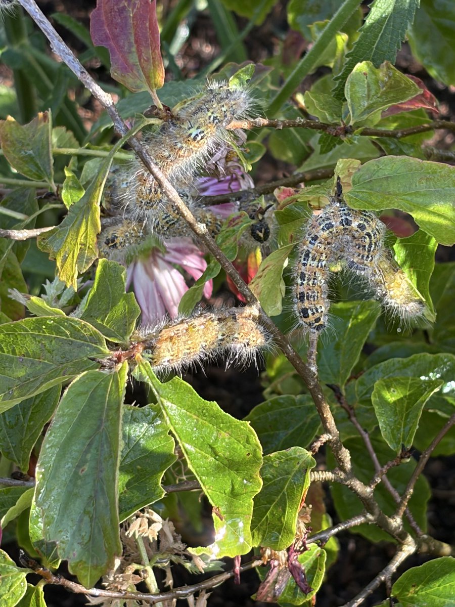 NikkiNhou's tweet photo. @StevenFalk1 my Parottia tree is being invaded and eaten to bits https://t.co/9yvCFfbZyx