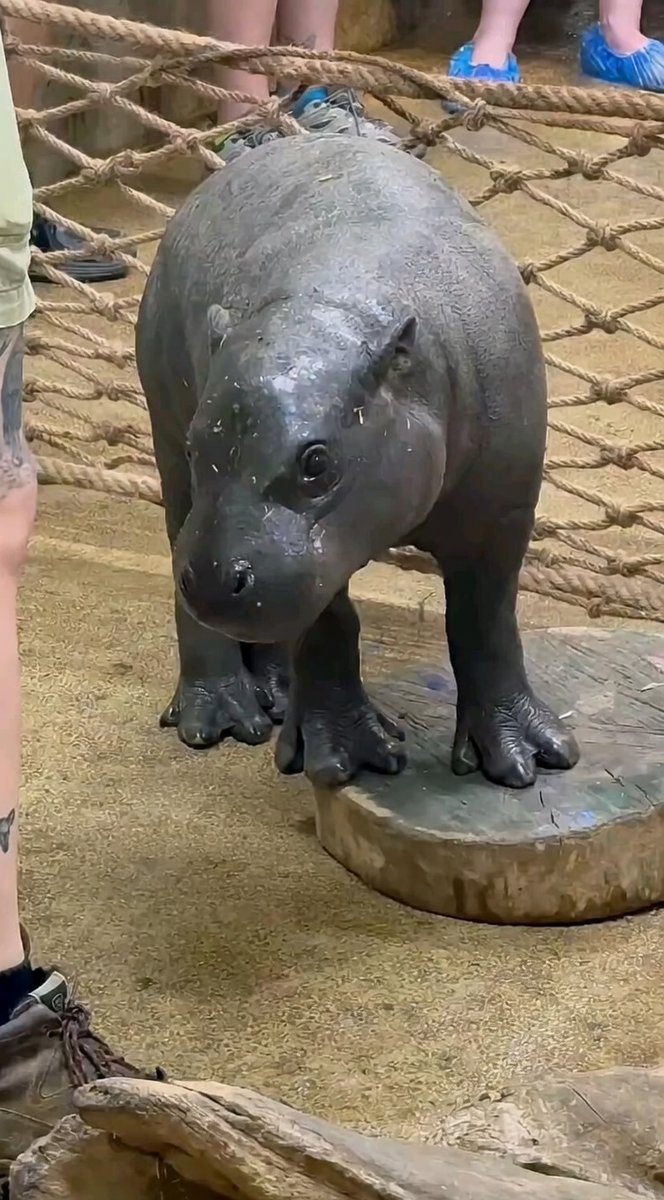 MarsTheHippo tweet picture
