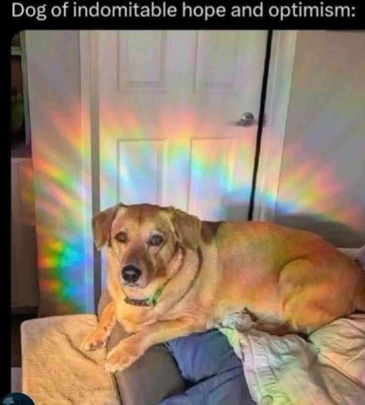 Heckin Good Dogs tweet media