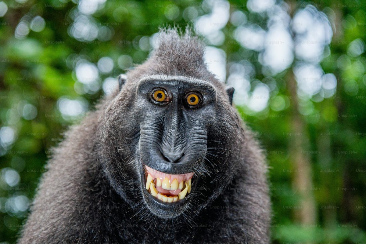 argendefe_'s tweet photo. @marcelo212021 @CentraldoCrage A palavra "macaco" é proibida no seu país, seu macaco de merda traumatizado https://t.co/nWB7R1ocxA