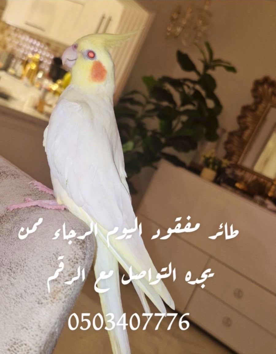 ساهر | اسأل ابحر tweet media