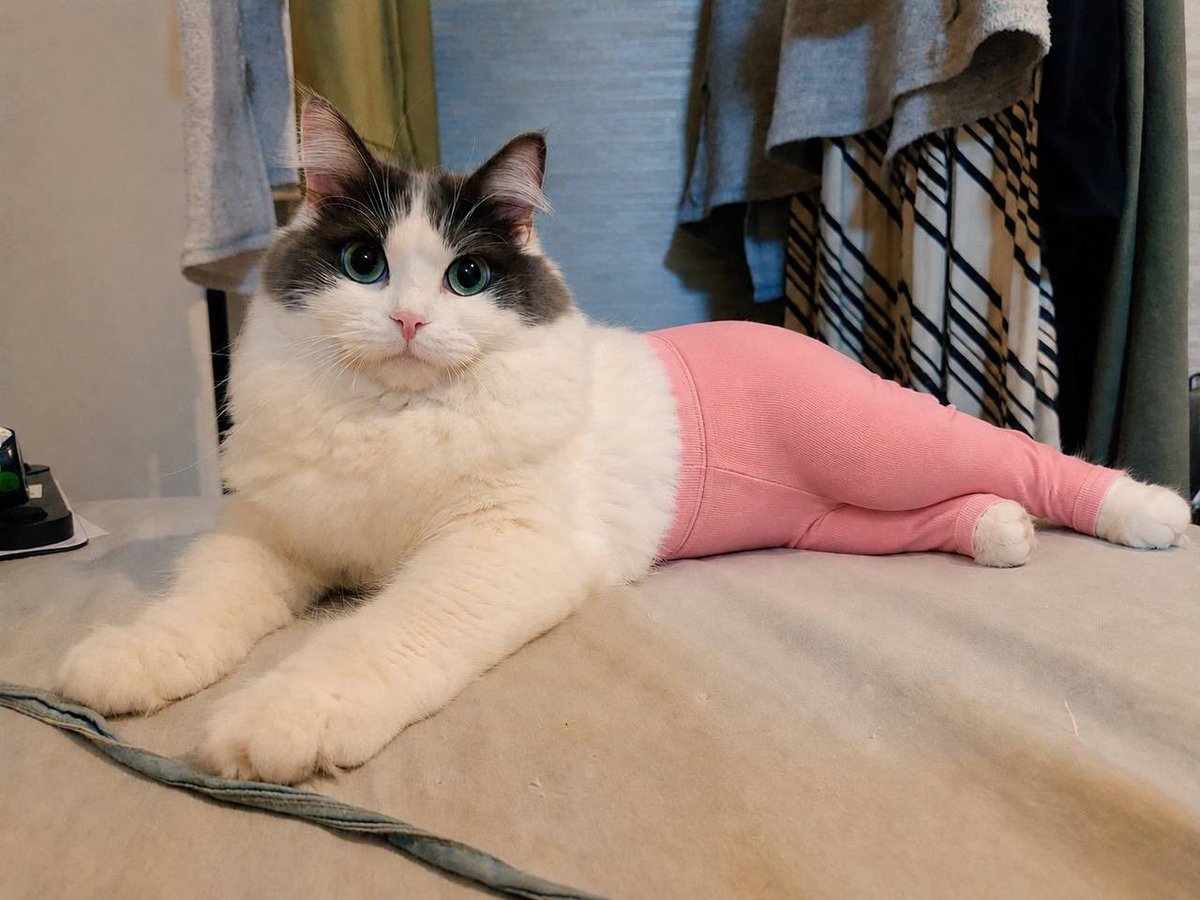 Cat Wif Pants tweet media