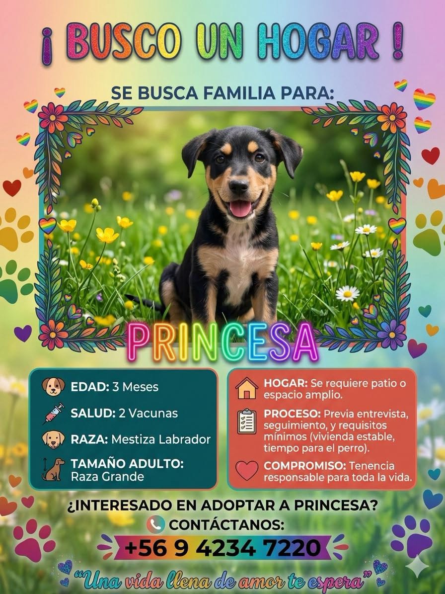 eltuitdemarsh's tweet photo. ¿Ayudamos difundiendo a Princesa para que encuentre un hogar para siempre?
#Rengo https://t.co/hCK2PbTpnw