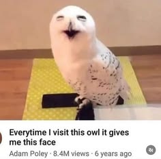 Owl tweet media
