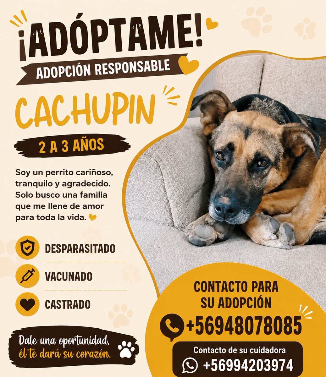 eltuitdemarsh's tweet photo. ¿Ayudamos difundiendo a Cachupín para que encuentre un hogar para siempre?
#ViñaDelMar https://t.co/RN99nZjnAu