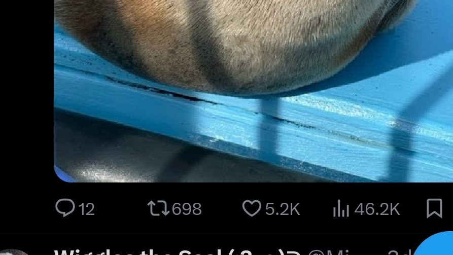 Wiggles the Seal (:3 っ)∋ tweet media