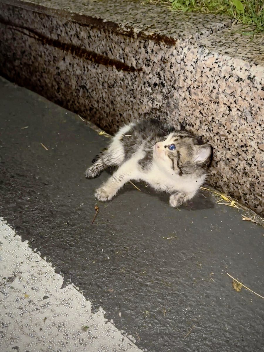 gimseyeon544953's tweet photo. Street corner golden hour glow + a stray cat napping on a warm bench — small moments hit different. https://t.co/tUOchBFvit