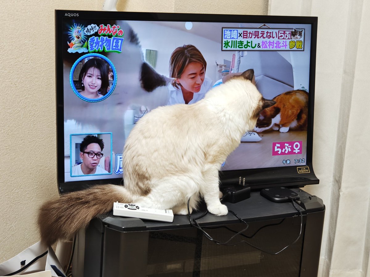 warukiyo's tweet photo. @haine_original https://t.co/R84RrrP2AT