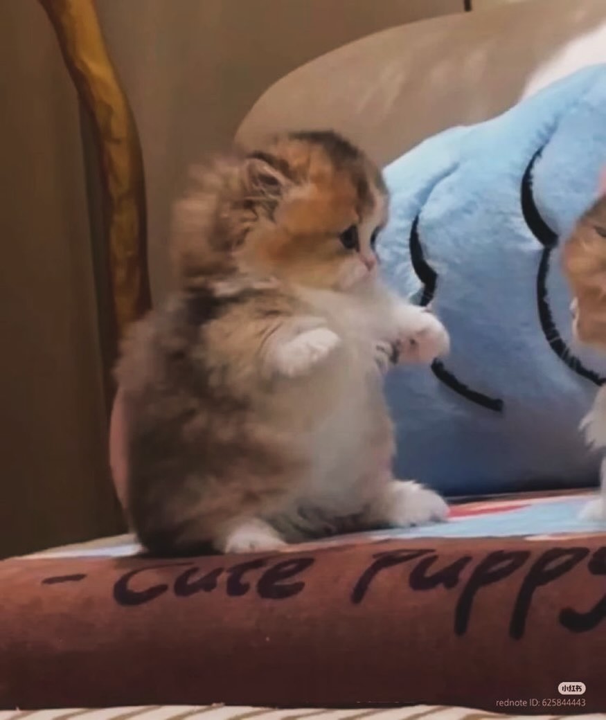 Catsillyness's tweet photo. https://t.co/p9yiw6S36w