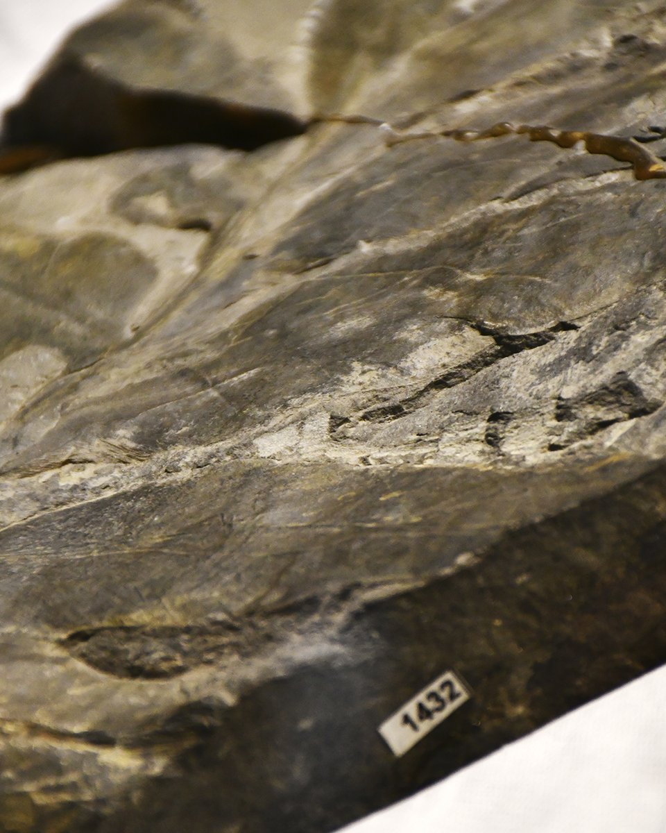 MNHNcl's tweet photo. La vitrina es parte de las colecciones del Área de Paleontología del MNHN y estará disponible hasta el 19 de septiembre de 2026 📅.

📍 MNHN, Parque Quinta Normal
🎟️ Actividad abierta a todo público, GRATIS https://t.co/i7Yit53HdX