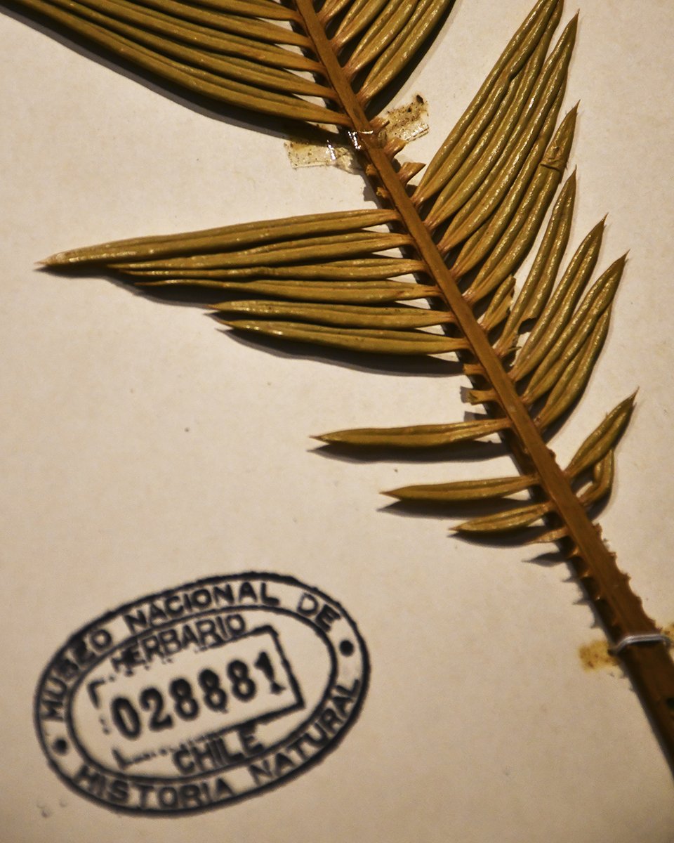 MNHNcl's tweet photo. La vitrina es parte de las colecciones del Área de Paleontología del MNHN y estará disponible hasta el 19 de septiembre de 2026 📅.

📍 MNHN, Parque Quinta Normal
🎟️ Actividad abierta a todo público, GRATIS https://t.co/i7Yit53HdX