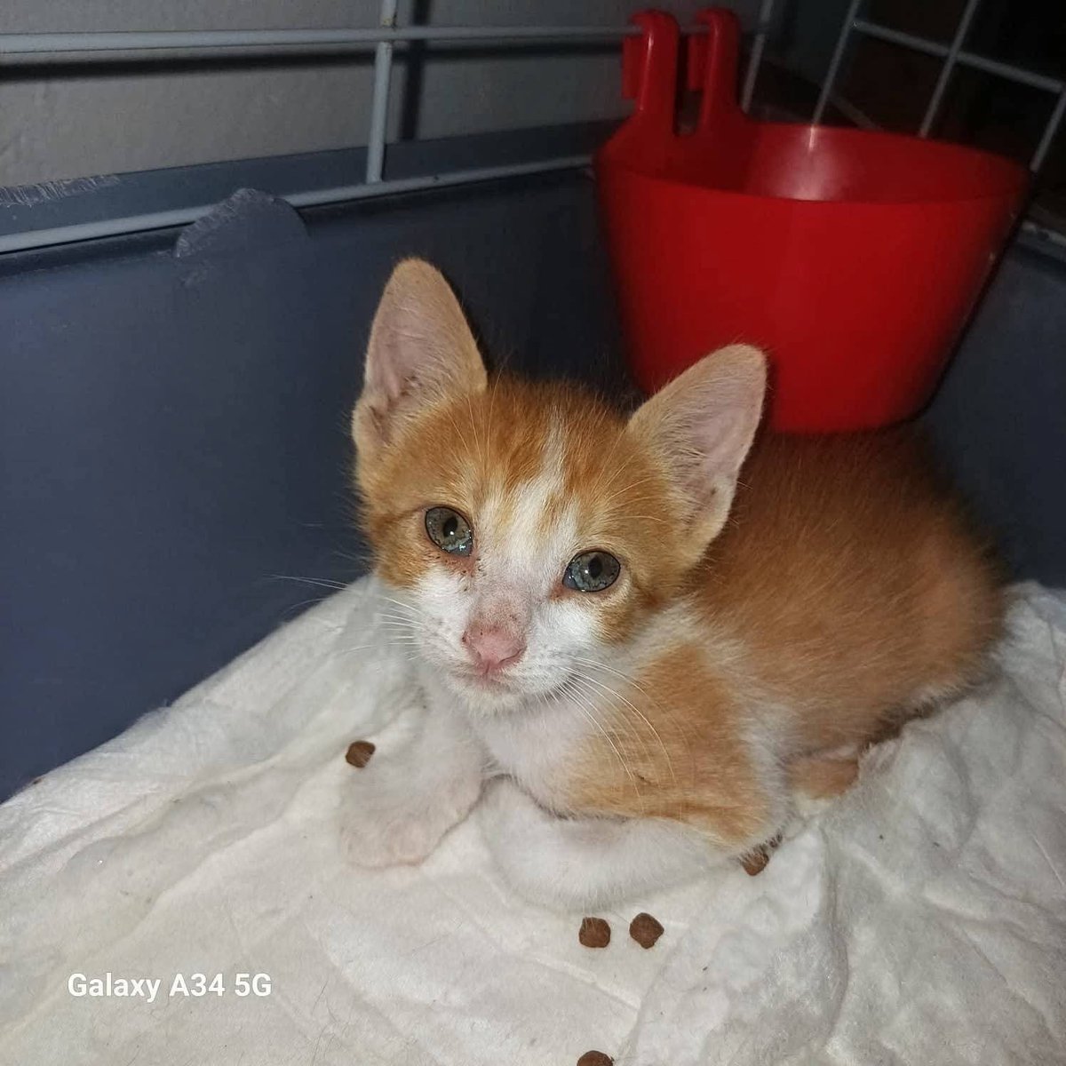 SilviaMylo's tweet photo. Tan cachorros
Tan bonitos
Tan frágiles y tan vulnerables 😭😞😢
Sin una familia, con pocas posibilidades porque los gatitos en general son invisibles 💔
Copio :

📍📍ADOPCIÓN RESPONSABLE‼️
Estos 4 gatitos fueron encontrados en el campo pero ya están listos para ser adoptados por una familia que los cuiden y los quieran.
Tienen unos dos meses y están desparasitados.
Son 2 hembras , tuxedos y 2 machos  naranjitas.
Son muy cariñosos y juguetones.
Están cerca de C. Villalba, Madrid .
Contacto wasap 649436577