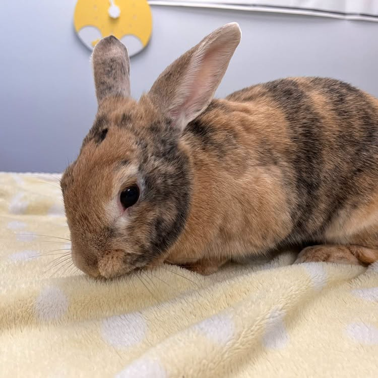 RabbitNetwork tweet picture