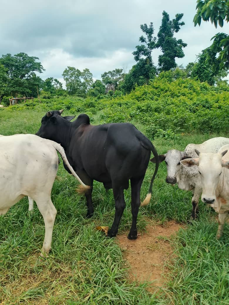 Hermeeenarh's tweet photo. I have this cow for sale. 

Kindly Rt🙏

Price: N950,000
Location: Ido LGA, Ibadan

Color: Black

NB: Price is slightly negotiable and does not include delivery.

Cc : @DamiMarufah @Abu_Yaaseer @mr_muize @amynartt_ @uzamatt
@ibadancommunity #ibadancommunity @Lanre_banjo https://t.co/n0mKMxdzJC
