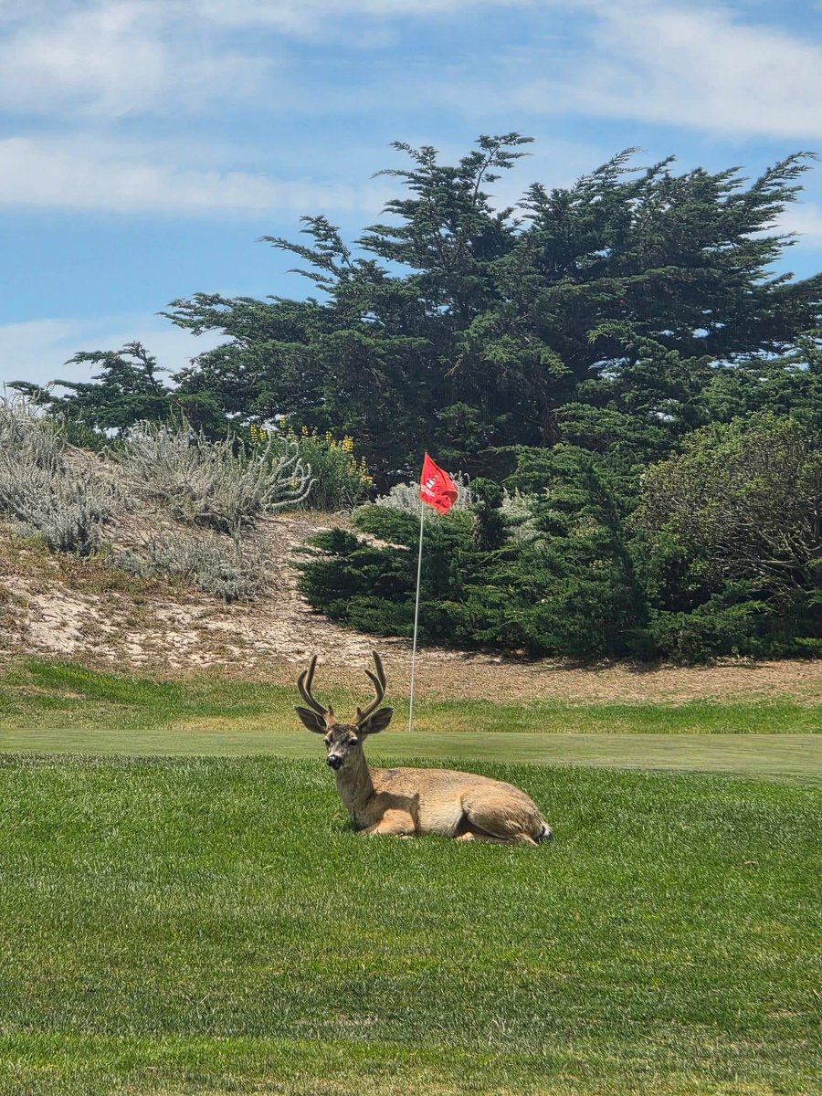 GLifeGolf's tweet photo. This guy knows a good lie when he sees one. 🦌⛳️ https://t.co/47MIqtSeY0