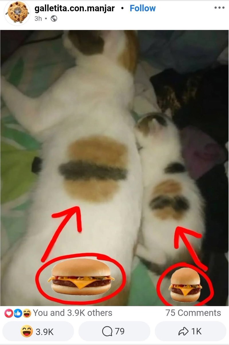 Why You Should Have A Cat tweet media