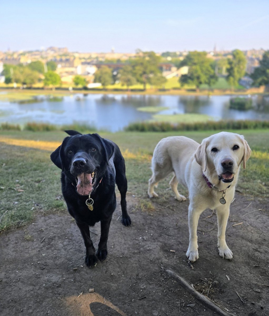 JackTheLab3's tweet photo. Not amused Mum won't let us have an evening swim in Inverleith Pond 😭 https://t.co/x9DgBkw12G