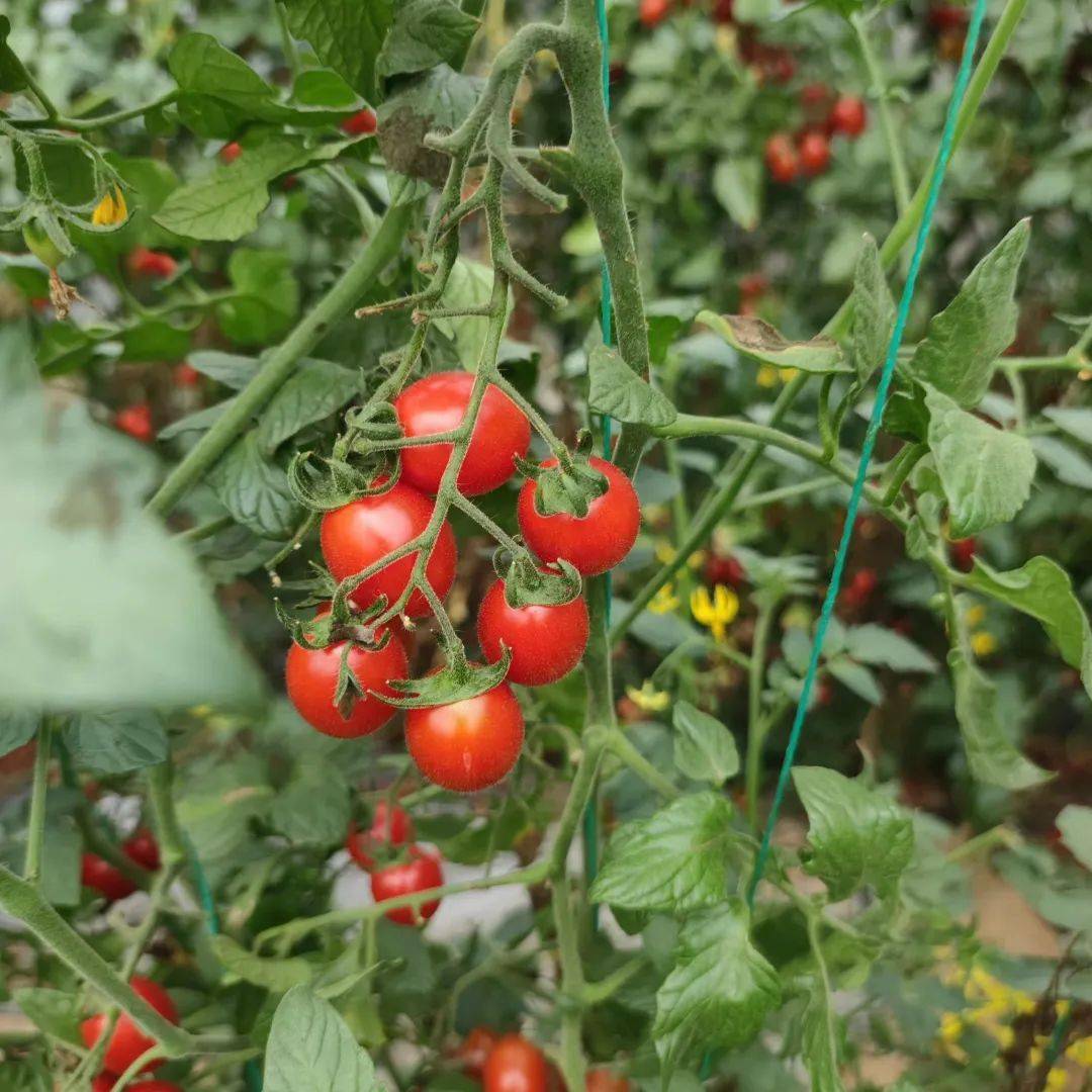 bag_ujae's tweet photo. Just tried the new organic cherry tomatoes from the local farm—burst with sweet juice, no weird aftertaste, perfect for quick salads!  Highly recommend!， https://t.co/Q9iDIyy5lb