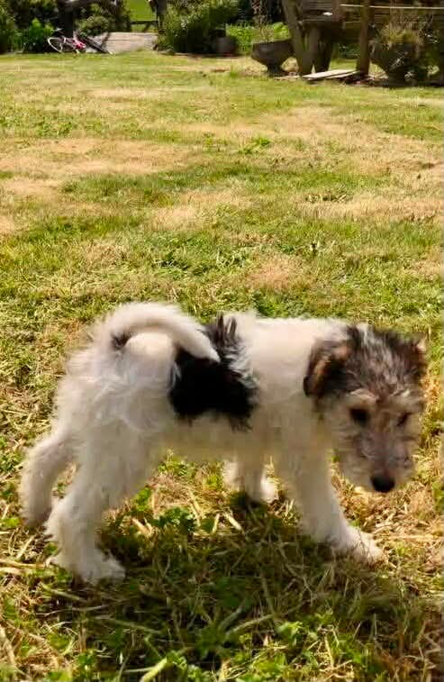 millypod1's tweet photo. 🆘12 July 2026 #STOLEN Bonita #ScanMe
YOUNG Cross Breed Terrier Female #PUPPY
Broadoak Farm Moorbath #Bridport #Dorset #DT6
PLEASE SHARE
https://t.co/lvqrqCZT63 https://t.co/RY5jBt20ED
