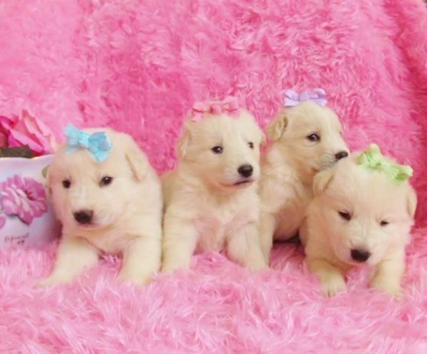 funfettiara's tweet photo. 💭🧁💝🌟🎀

my aura: sparkles, funfetti frosting, glossy doll lips, lace &amp; bows on everything, unicorns, tiaras, precious moments, disney princess, cupcakes, pink roses, minnie mouse, colorful pastels ♡ https://t.co/luYfrL5GXP