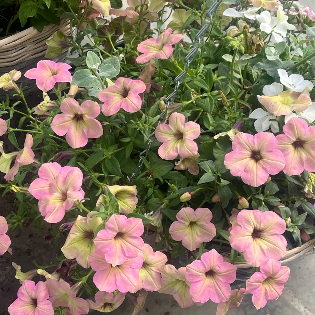 oo_q77's tweet photo. 🚶🏻‍♀️🌸 https://t.co/wT01PNo1sx