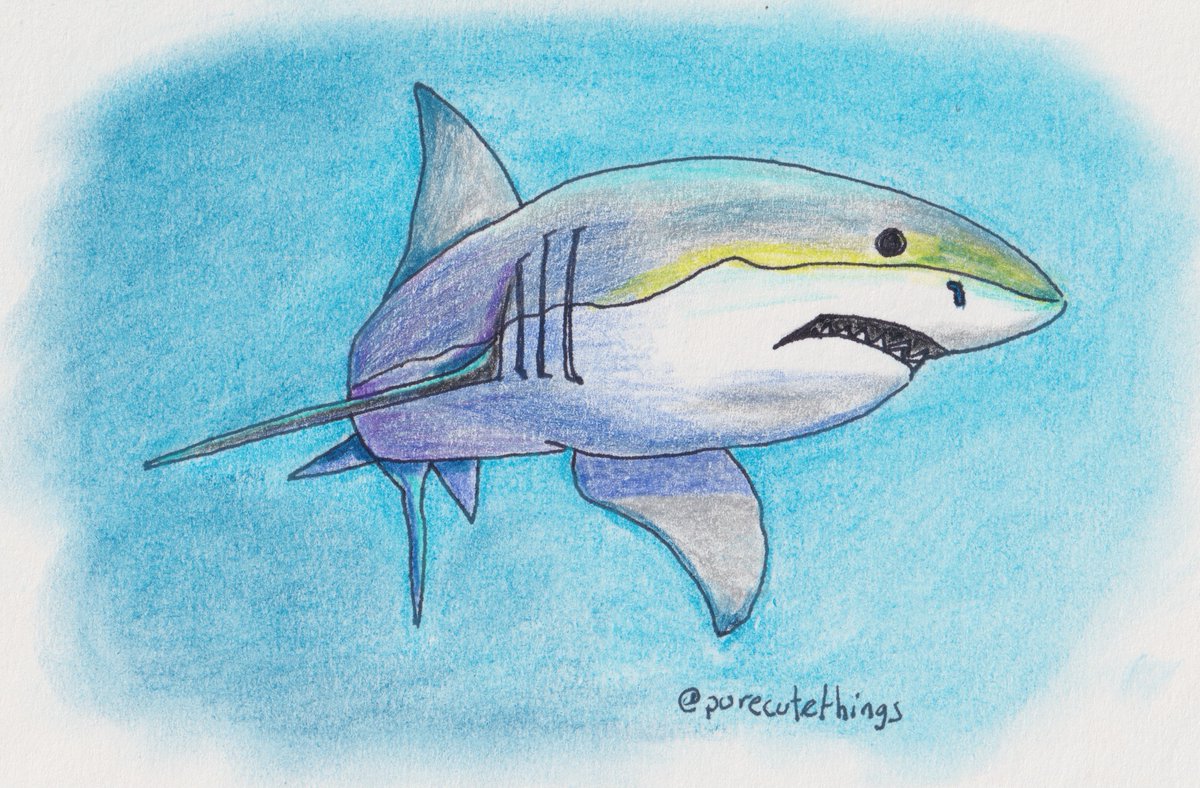 purecutethings's tweet photo. Mi traducción libre y personal de "About the Teeth of Sharks" de John Ciardi.

Sobre los dientes de los tiburones
John Ciardi

Lo que define al tiburón son los dientes,
una retahíla atrás y otra enfrente.

Ahora, observa bien de cerca. ¿Puedes ver
si tiene otra fila más atrás también?

A ver, dame tu sombrero—Acércate más:
¿Tiene una tercera fila ahí detrás?

Ahora fíjate bien y… ¡Cuidado! ¡Ay, dios!
¡Ya nunca lo sabré! Bueno, adiós.

#SharkAwarenessDay #DíaDelTiburón #SharkDay #Tiburones #TraducciónDePoesía