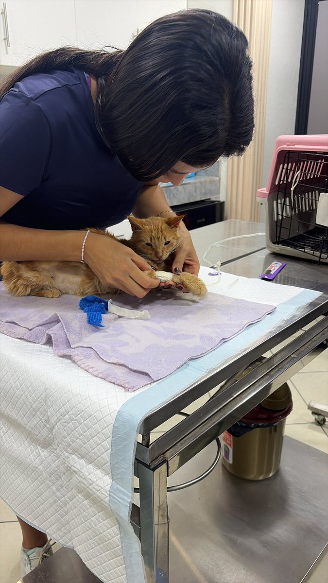 piolito18's tweet photo. PARA YANGO NUESTRA SEGURIDAD VALE 8 SOLES 
Ppedimos un yango PETS, antes de llegar me pidió que pague y yo lo hice.
Dsps se desvió del destino, le pedimos regresar NO QUISO, le pedimos unos mnts para poder orientarnos y nos gritó BÁJENSE O ARRANCÓ CON USTEDES ADENTRO https://t.co/Fqp0304toi
