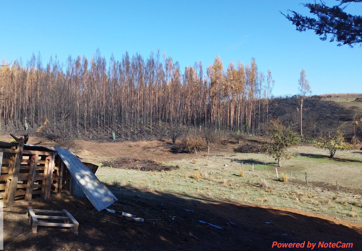 conaf_araucania's tweet photo. CONAF fortalece la protección del bosque nativo en #LaAraucanía utilizando imágenes satelitales Sentinel-2 para detectar quemas recientes, focalizar fiscalizaciones y verificar el cumplimiento de la normativa sobre uso del fuego.

La tecnología 🛰️complementa el trabajo en terreno https://t.co/BCGak0vGJk