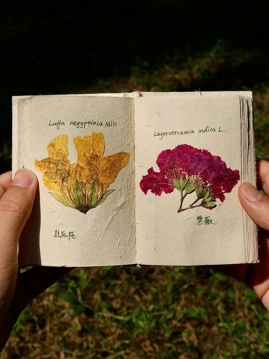 dreamyflowerrs's tweet photo. pressed flowers https://t.co/YiLN1dsXCt