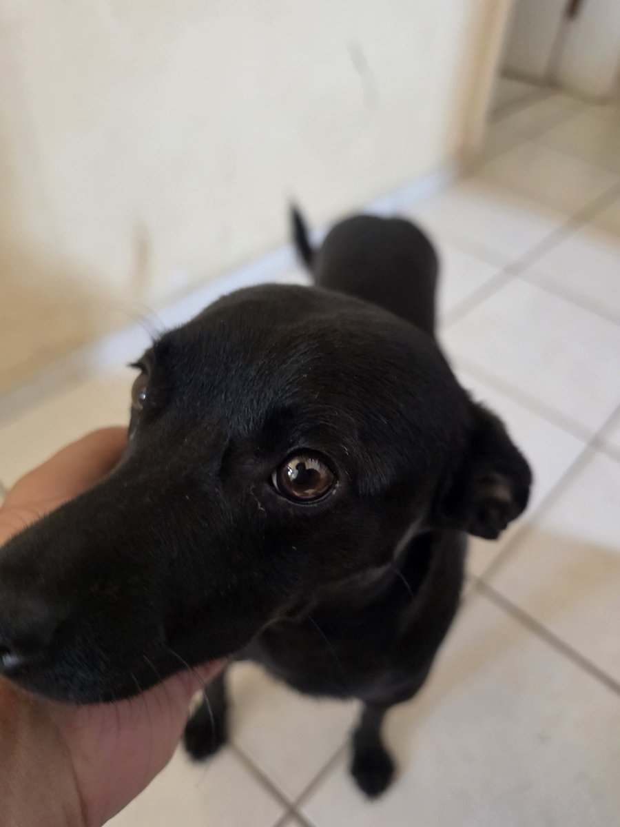 CapitalistaMarx's tweet photo. @baacon_pig Não ironicamente o dominguinhos é bem parecido https://t.co/s7JHoYyCtE
