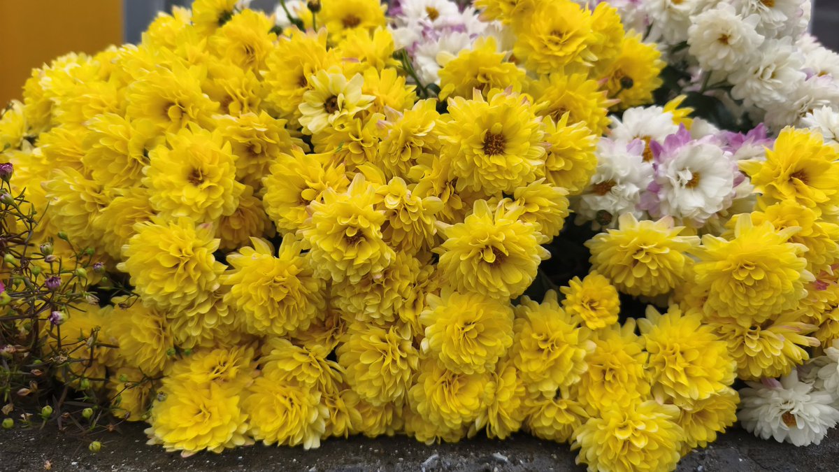 justsomecinema's tweet photo. justsome flower
#photobyme
#flowersonX https://t.co/k7huaQOXjf