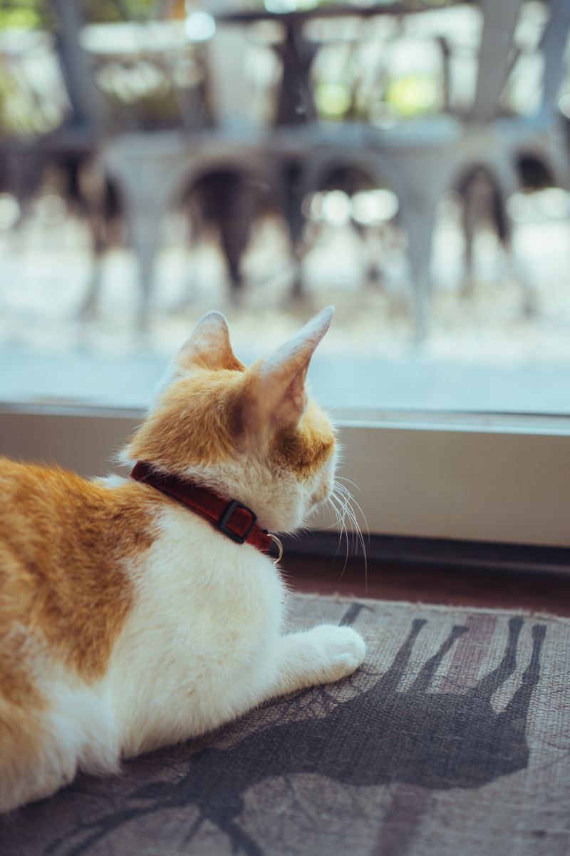 hwi3465's tweet photo. Nothing beats coming home to a wagging tail and a furry friend waiting for you  Small joys make the best days!， https://t.co/Nqcxyl0m5F