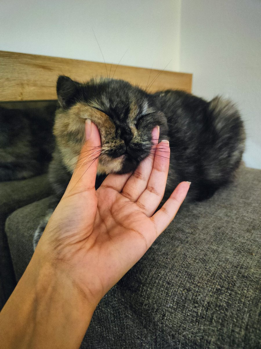mahnoork666's tweet photo. This little creature has been healing my aura in every possible way. https://t.co/bfz61m1tut