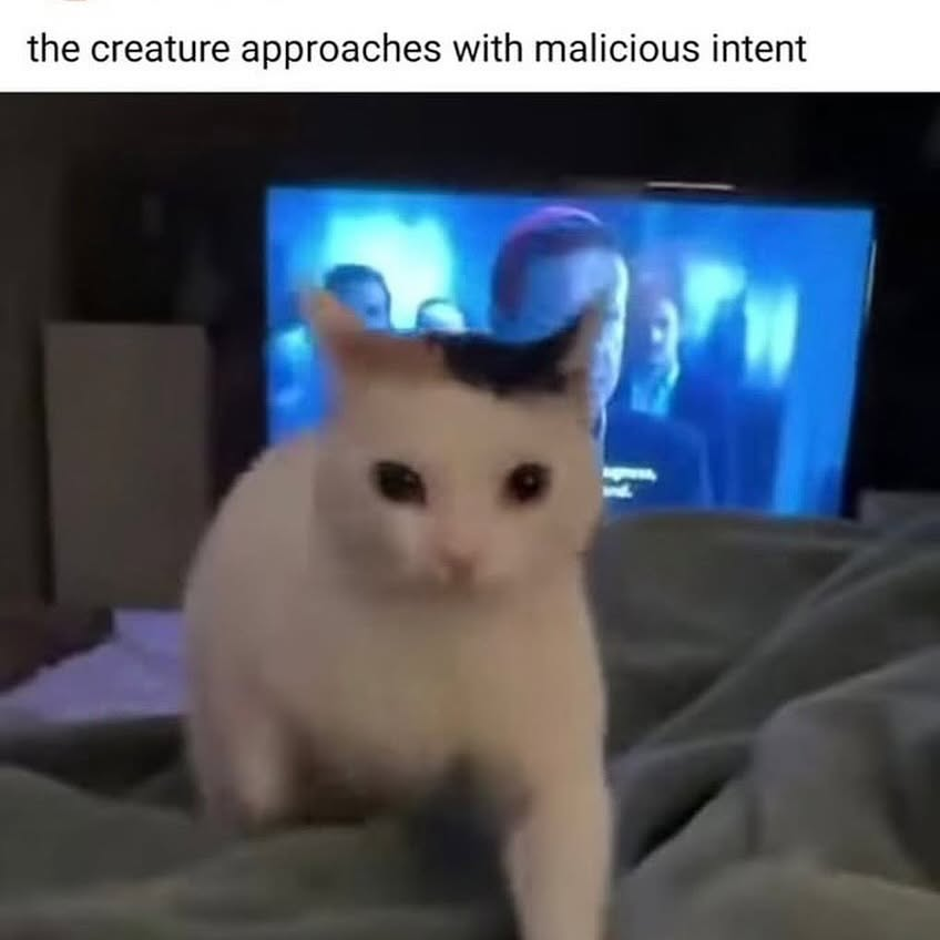 PunchingCat's tweet photo. https://t.co/sLuuf9MNcE